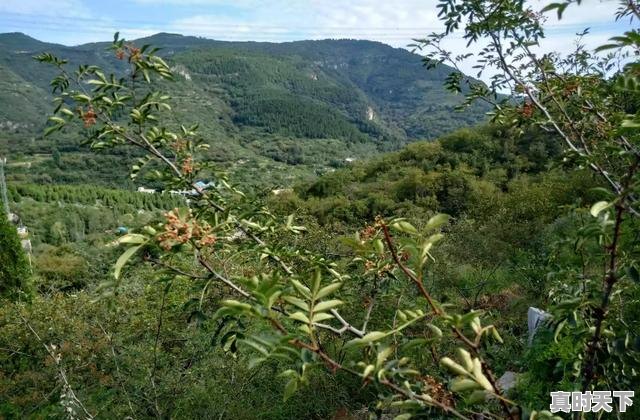 6、全国养猪业十大排名省份，今日辽中生猪价格 - 真时天下