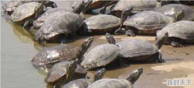 1、回乐,复方鳖甲软肝片0.5g*48片价格,鳖甲今日价格 - 真时天下