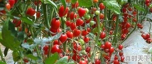 3、圣女果市场现状分析,全国圣女果今日价格 - 真时天下