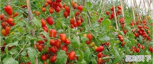 2、圣女果市场现状分析,全国圣女果今日价格 - 真时天下