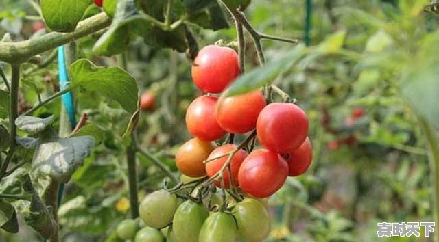 1、圣女果市场现状分析,全国圣女果今日价格 - 真时天下