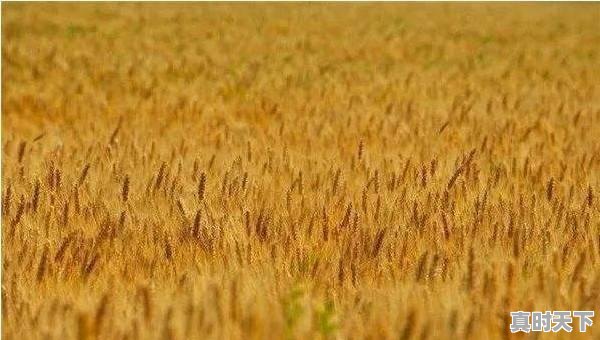 1、浚县雪花面粉厂小麦现在啥价,河南今日小麦最新价格 - 真时天下