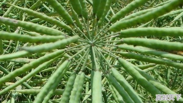 8、荷兰豆的做法，今日荷兰豆价格 - 真时天下