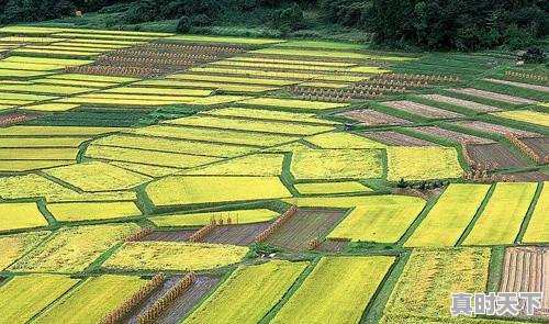 6、荷兰豆的做法，今日荷兰豆价格 - 真时天下