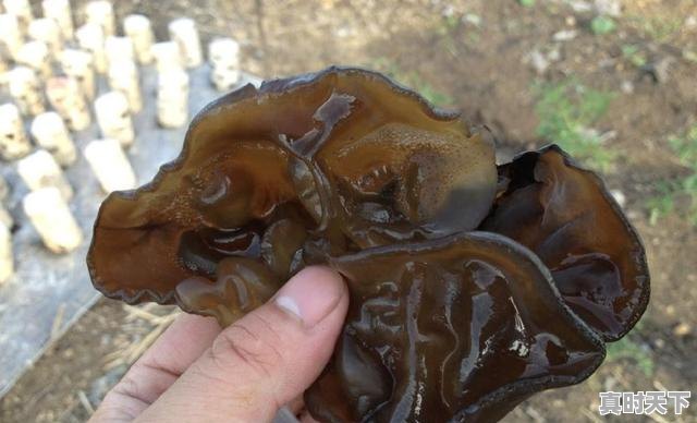 9、荷兰豆的做法，今日荷兰豆价格 - 真时天下