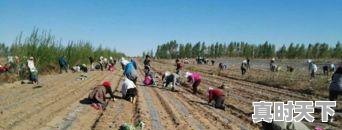 10、荷兰豆的做法，今日荷兰豆价格 - 真时天下