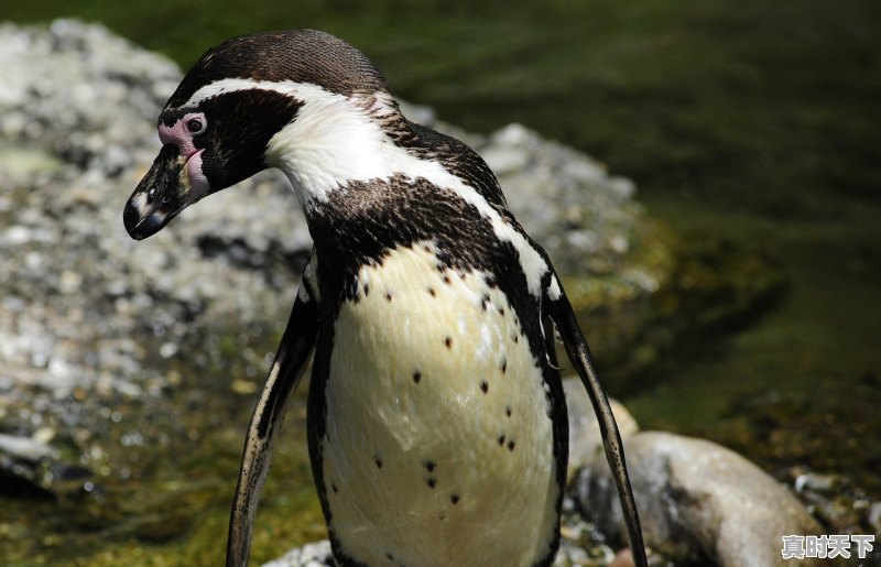 1、风欲起而石燕飞，天将雨而商羊舞想到的鸟儿预示天气的谚语，尉氏天气 - 真时天下