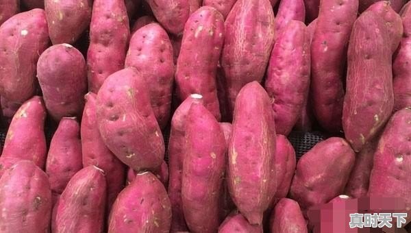 1、什么品种的红薯价格最好,今日西瓜红地瓜价格 - 真时天下