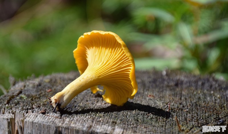 1、野生黄芪的市场回收价格是多少,今日黄芪最新价格行情 - 真时天下