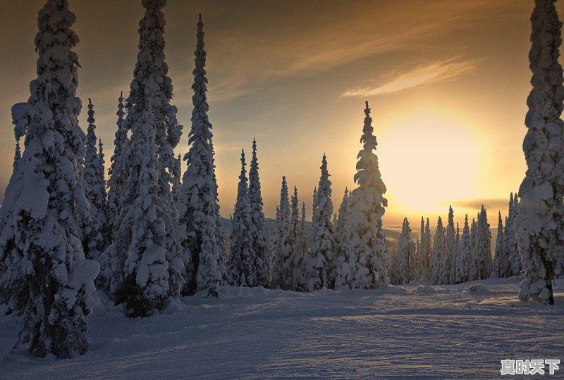 1、十大半导体龙头企业排名,科技创新领域排行榜 - 真时天下