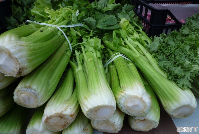 1、西芹和芹菜哪个贵，今日新发地西芹价格 - 真时天下