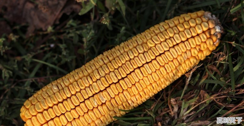 1、今日吉林德惠玉米价格行情;今日吉林德惠玉米价格 - 真时天下