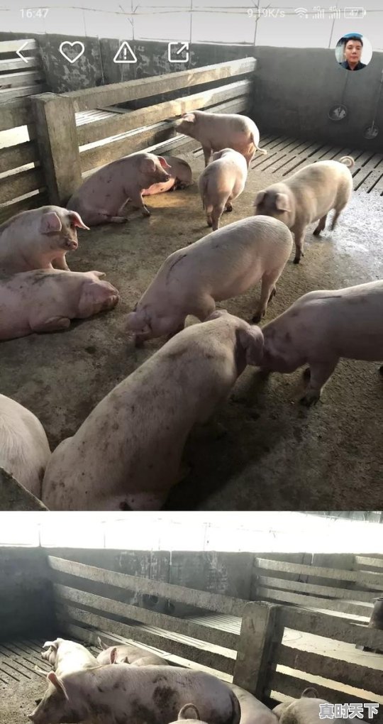1、60斤母猪价格,今日200斤二元母猪价格 - 真时天下