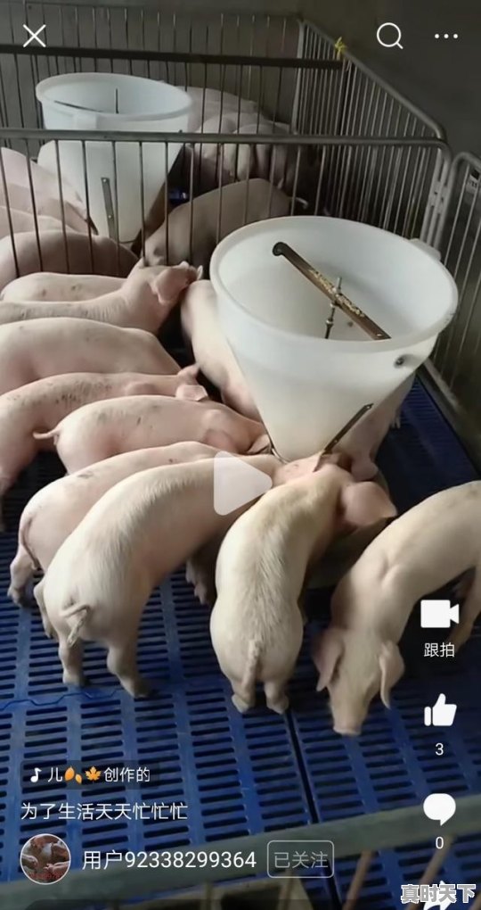 2、60斤母猪价格,今日200斤二元母猪价格 - 真时天下