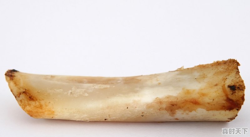 1、今日辽宁肉毛鸡的价格;辽宁省肉毛鸡今日价格  - 真时天下