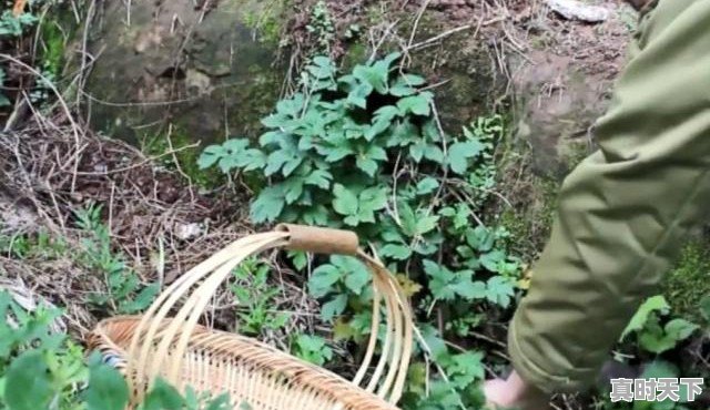 1、一个鸭腿几块钱_鸭脚板野菜一年四季都有吗 - 真时天下