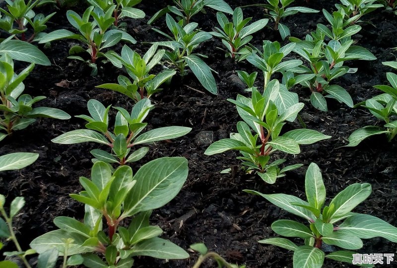 1、鸭子苗批发价多少一只,今日茶苗价格 - 真时天下