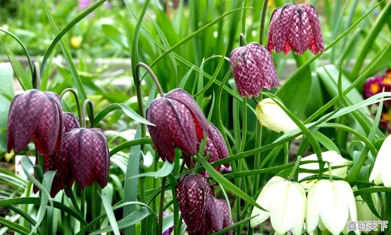 1、茅香天地缘53度什么价位，今日云木香价格 - 真时天下