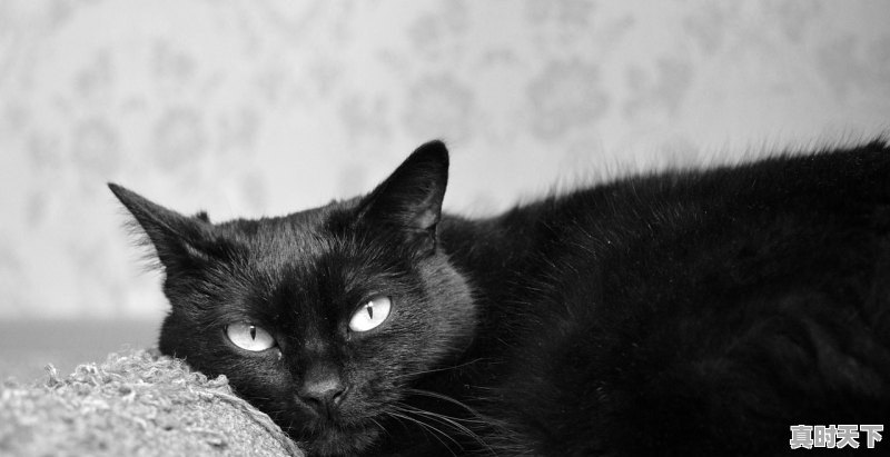 1、苏州外地蓝牌货车限行时间和范围,苏州轻卡二手车蓝牌能上吗 - 真时天下