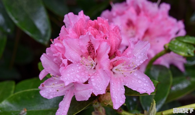 1、丹寨龙泉山杜鹃要爬多久_丹寨天气 - 真时天下