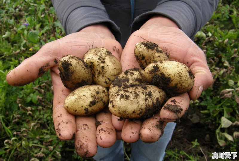 1、马铃薯之乡是哪，今日西吉土豆价格 - 真时天下