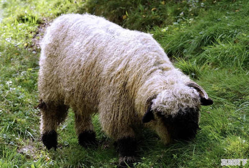 1、13年迈腾能卖多少,徐州二手车16款迈腾报价 - 真时天下