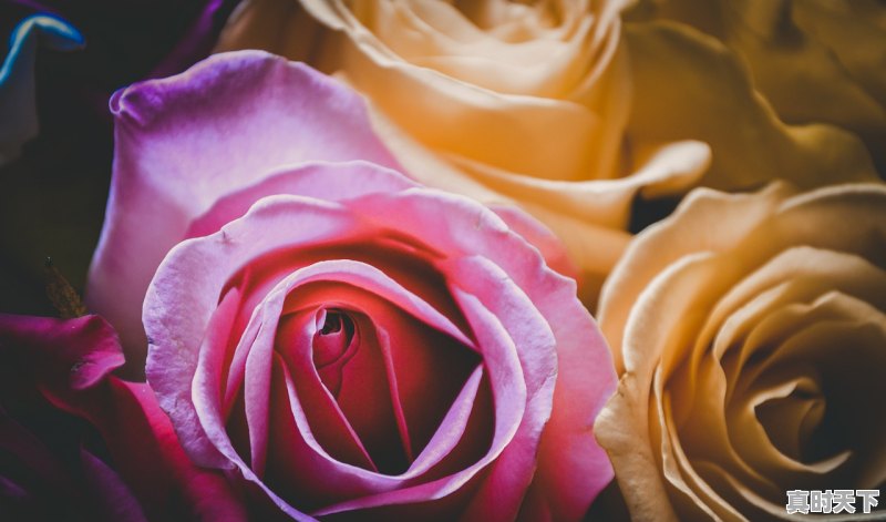 1、推荐10部超甜的恋爱番_有关王子公主恋爱超甜的日本动漫 - 真时天下