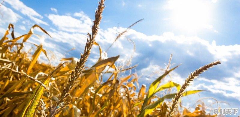 1、强化农业科技创新与应用包括哪些内容，农业科技创新体现在哪些方面 - 真时天下