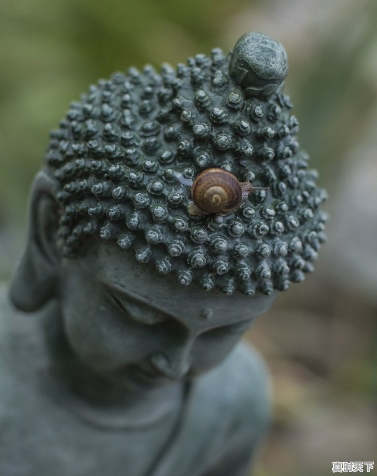 1、什么天气蜗牛最多_蜗牛怎么知到天气 - 真时天下