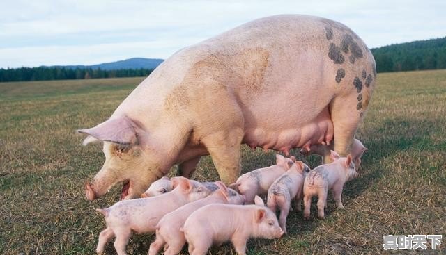 1、为什么大豆和豆粕的走势不一样_43%益海豆粕多少钱一吨 - 真时天下