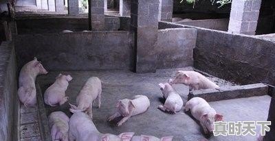 3、为什么大豆和豆粕的走势不一样_43%益海豆粕多少钱一吨 - 真时天下