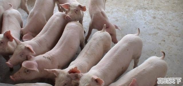 2、为什么大豆和豆粕的走势不一样_43%益海豆粕多少钱一吨 - 真时天下