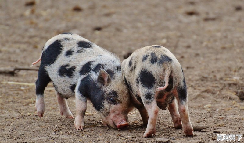 1、猪肉今日价格全国猪价,猪肉今日价格全国猪价 - 真时天下