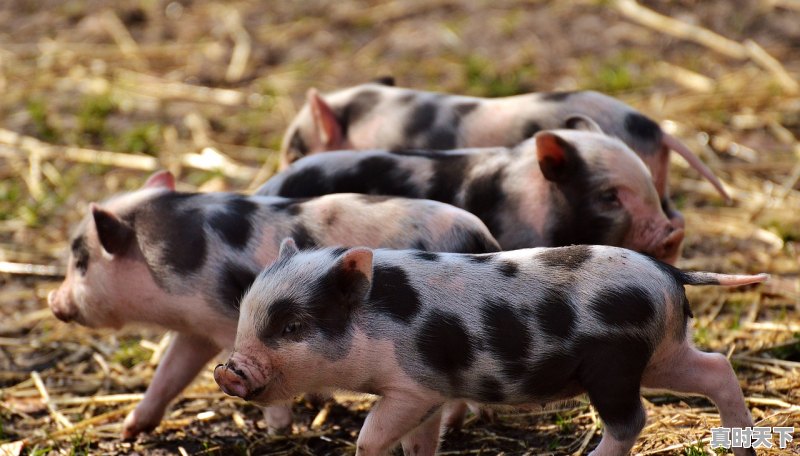 1、再过十天猪价会涨吗_曲靖200公斤大猪价格 - 真时天下
