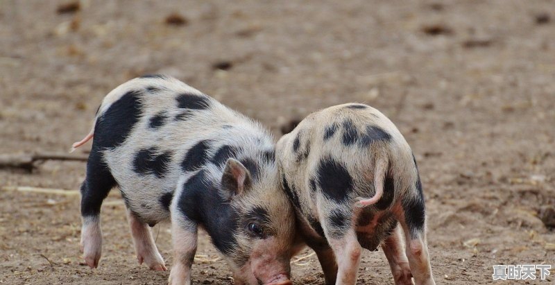 1、湖北省今日小猪价格行情,湖北省今日小猪价格行情 - 真时天下
