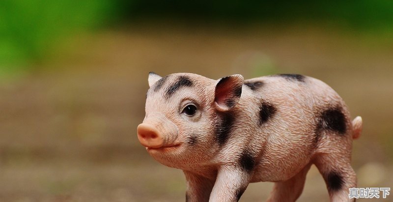 1、再过十天猪价会涨吗，江苏省生猪价格今日猪价 - 真时天下