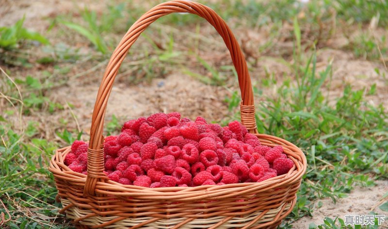 1、巨野泡桐种植技术,巨野县天气 - 真时天下