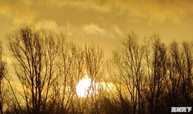 1、2021年12月玉米价格行情还能涨吗_今年玉米价格最新行情今日 - 真时天下