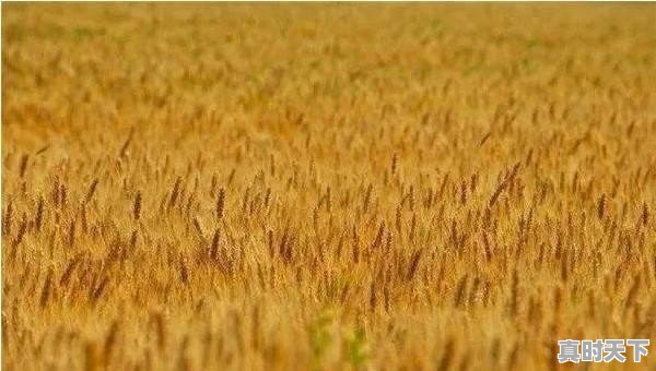 1、2022年江苏小麦最低保护价_江苏小麦补贴 - 真时天下