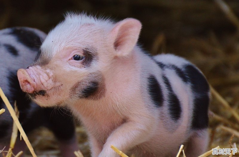 1、找一部动漫，女主是白毛，女拌男装，在一个像航空母舰一样的武装学院里，动漫推荐女主是白毛 - 真时天下