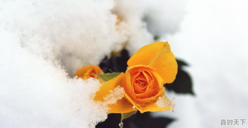 1、江苏的梅雨季会持续多久啊_2023年江苏天气热吗 - 真时天下