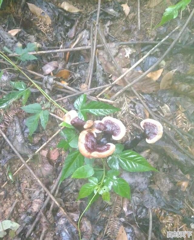 6、加强和创新社会治理的原则和措施,充分认识科技创新 - 真时天下