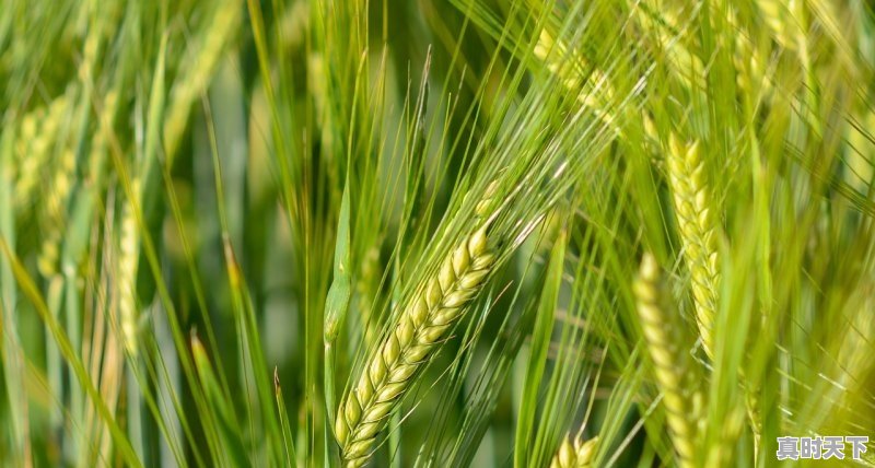 1、赤峰玉米补贴通知，今日赤峰玉米价格 - 真时天下