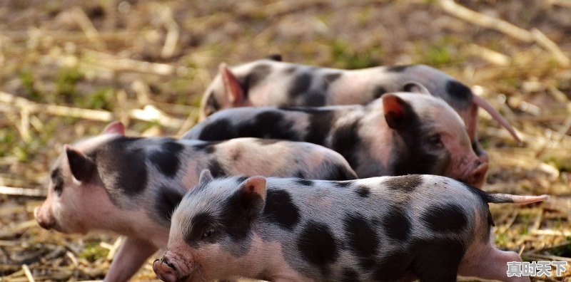 1、河南生猪今日价格最新,河南生猪今日价格最新 - 真时天下