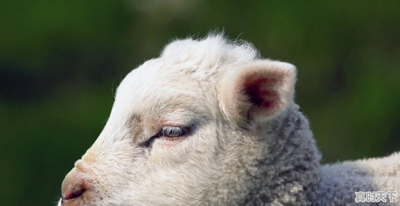 1、2021年十一月初毛猪是怎样的价格_今日吉林肥猪价格 - 真时天下