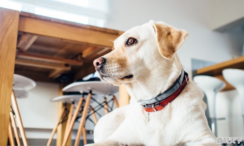 1、哪里有黑猪出售卖,黑猪什么品种好,黑猪价格今日价 - 真时天下