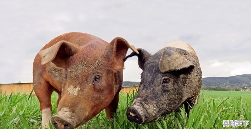 1、福建今日仔猪价格,福建今日仔猪价格 - 真时天下