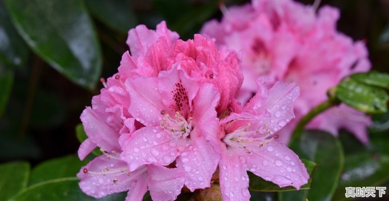 1、天祝县看杜鹃花几月份最好,天祝县天气 - 真时天下