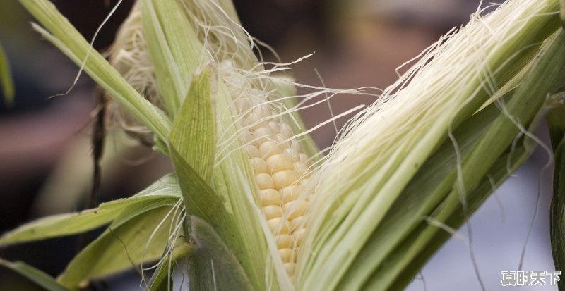 1、河南许昌玉米什么时候成熟，今日许昌玉米价格 - 真时天下