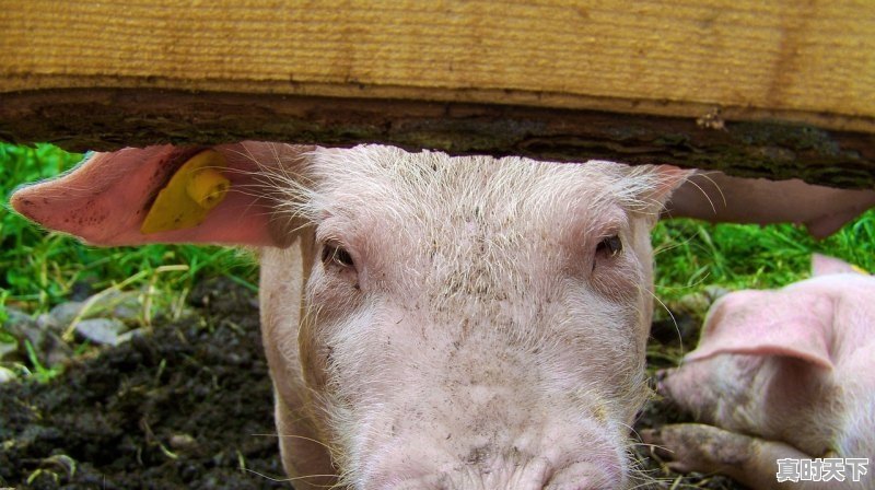 1、2020戛纳最佳影片_巩俐这些年都得过哪些奖项 - 真时天下